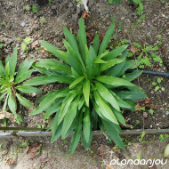 Digitalis lutea