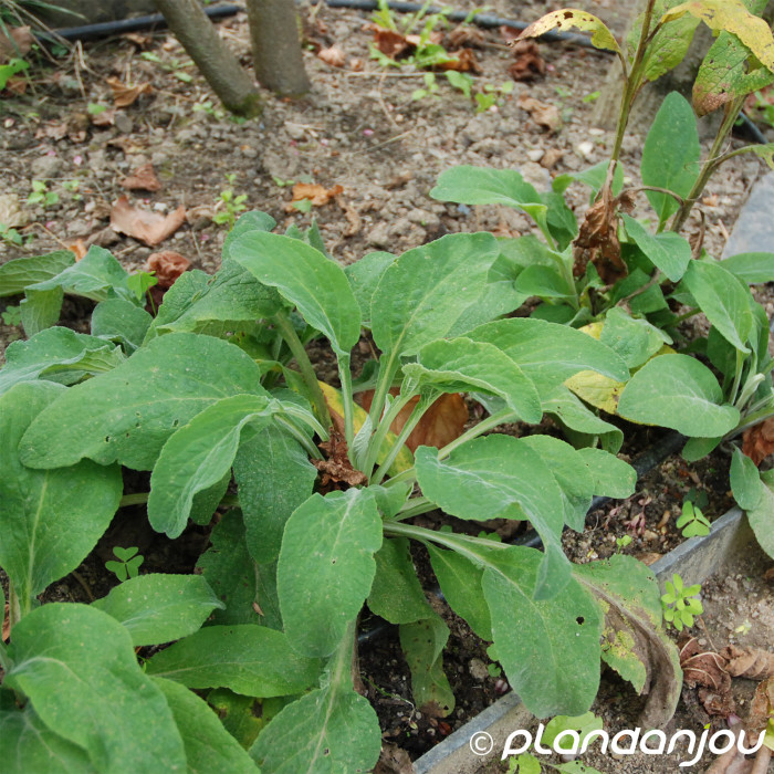 Digitalis purpurea