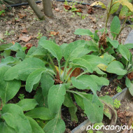 Digitalis purpurea