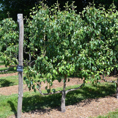 Poirier 'Beurré Giffard'