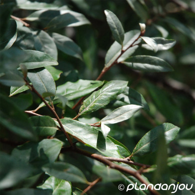 Elaeagnus multiflora