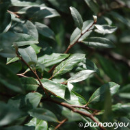 Elaeagnus multiflora