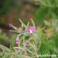 Epilobium hirsutum