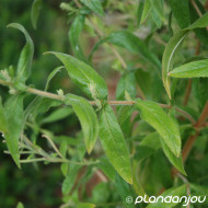 Epilobium hirsutum