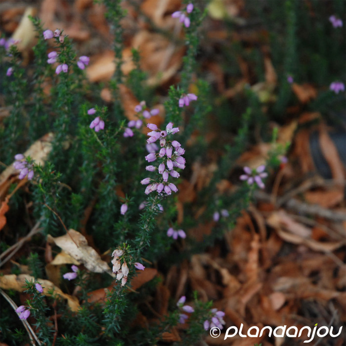 Erica cinerea 'Hubertal'