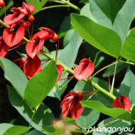 Erythrina crista-galli 'Compacta'