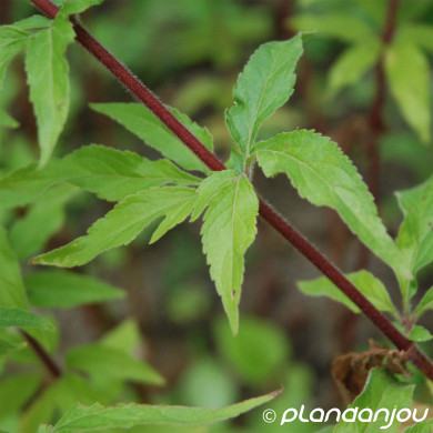 Eupatorium cannabinum