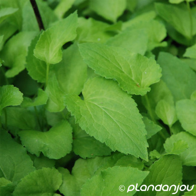 Eupatorium purpureum