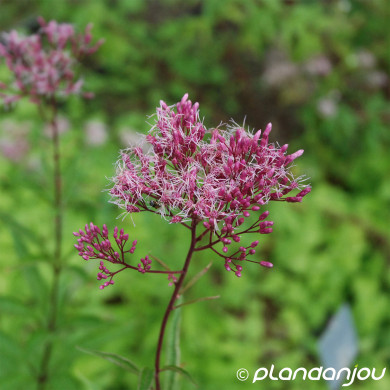 Eupatorium purpureum