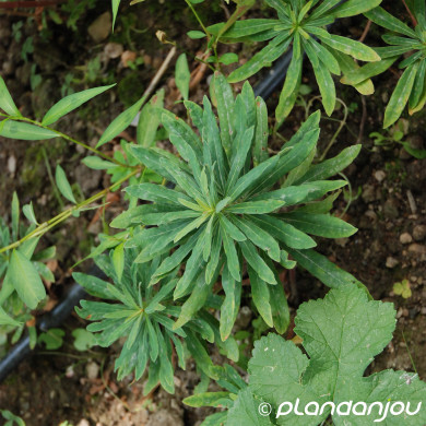 Euphorbia amygdaloides var.robbiae