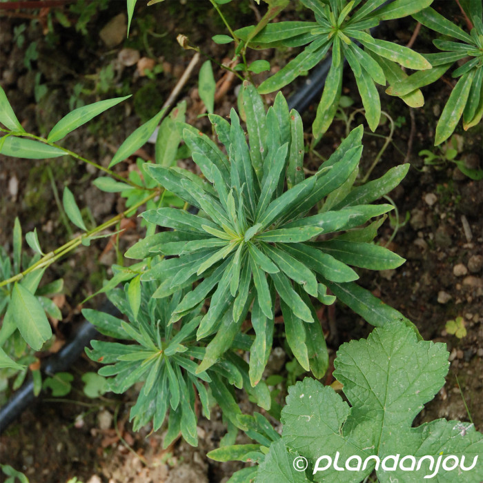 Euphorbia amygdaloides var.robbiae