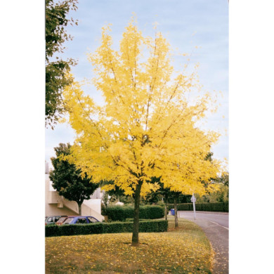 Fraxinus excelsior 'Diversifolia'