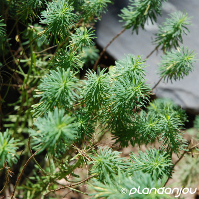Euphorbia cyparissias