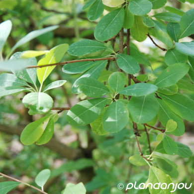 Exochorda racemosa