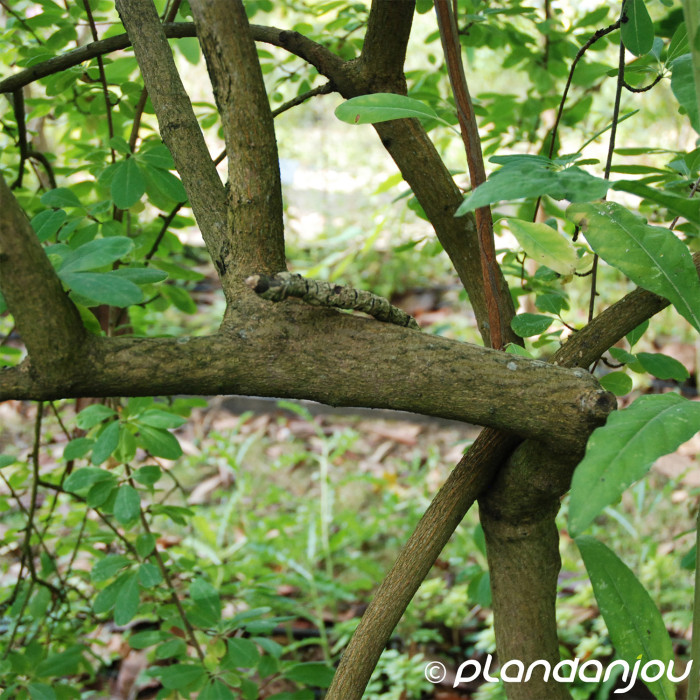Exochorda racemosa