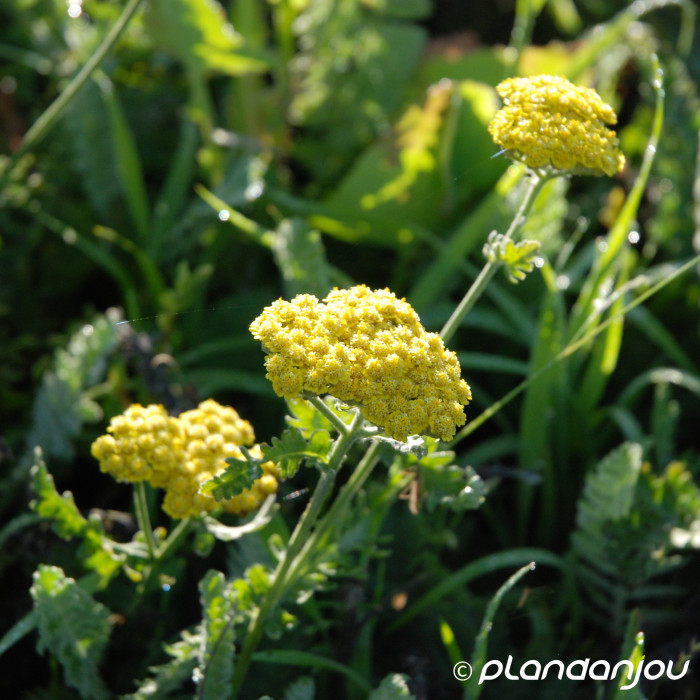 Achillea 'Moonshine'