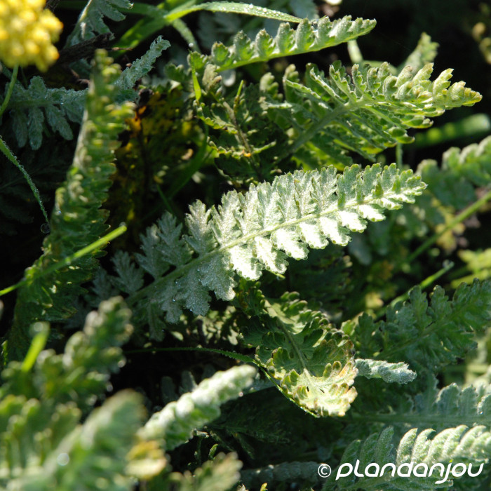 Achillea 'Moonshine'