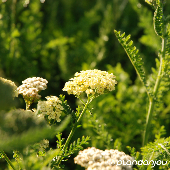 Achillea 'Credo'