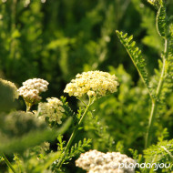 Achillea 'Credo'