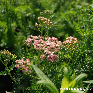 Achillea millefolium 'Lachsschönheit'