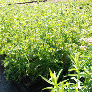 Achillea millefolium 'Lachsschönheit'