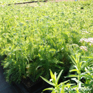 Achillea millefolium 'Lachsschönheit'