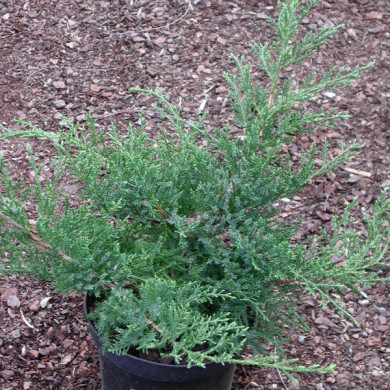 Juniperus x pfitzeriana 'Wilhelm Pfitzer'