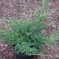 Juniperus x pfitzeriana 'Wilhelm Pfitzer'