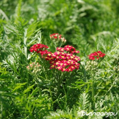 Achillea millefolium 'Paprika'