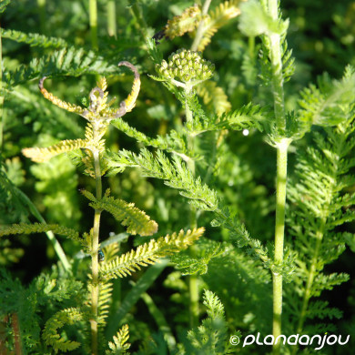 Achillea millefolium 'Schneetaler '