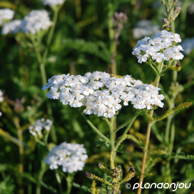 Achillea millefolium 'Schneetaler '