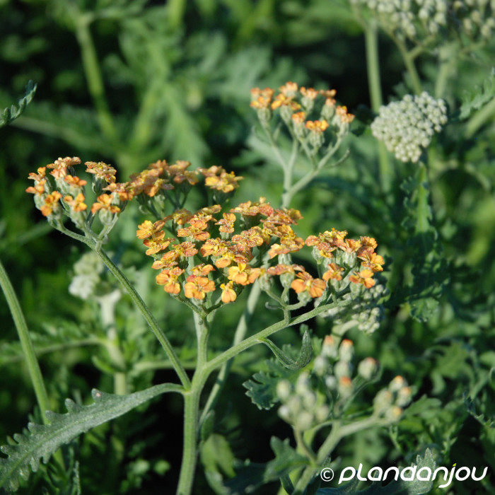 Achillea 'Terracotta'