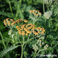 Achillea 'Terracotta'