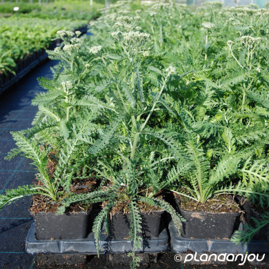 Achillea 'Terracotta'