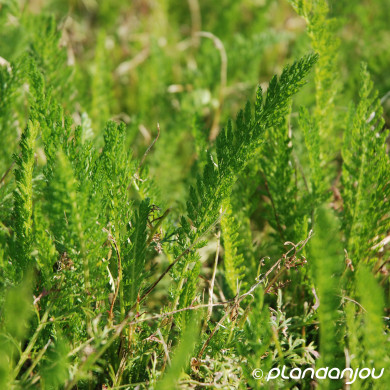 Achillea millefolium 'Wild Form'