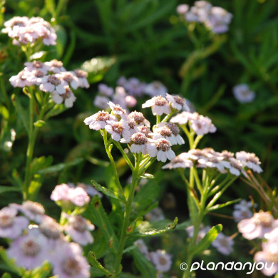 Achillea sibirica 'Love Parade'