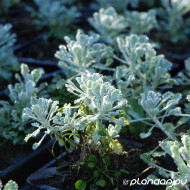 Achillea umbellata
