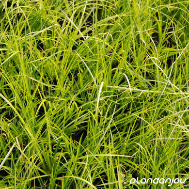 Acorus gramineus 'Ogon'