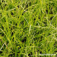 Acorus gramineus 'Ogon'