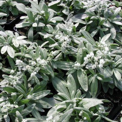 Anaphalis triplinervis