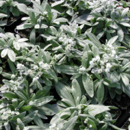 Anaphalis triplinervis