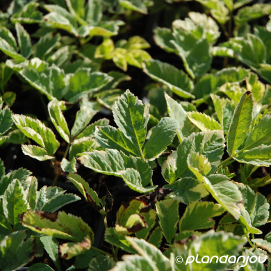 Aegopodium podagraria 'Variegatum'