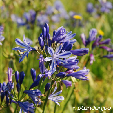Agapanthus 'Charlotte'