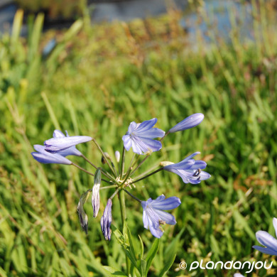 Agapanthus 'Peter Pan'
