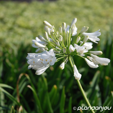 Agapanthus 'Polar Ice'