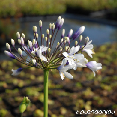 Agapanthus Fireworks 'mdb001'