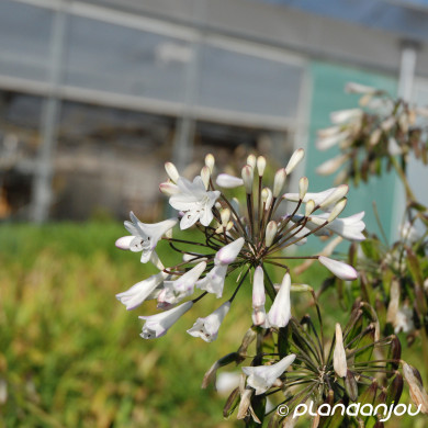 Agapanthus Graphite White® 'turk3 '