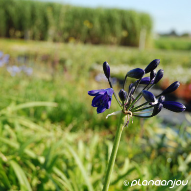 Agapanthus Midnight Sky