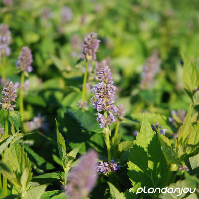 Agastache 'Blue Fortune'