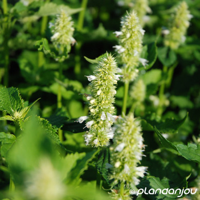 Agastache rugosa 'Alabaster'